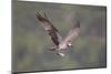 Osprey (Pandion Haliaeetus) in Flight, Fishing at Dawn, Rothiemurchus, Cairngorms Np, Scotland, UK-Peter Cairns-Mounted Photographic Print