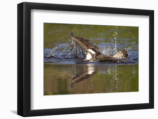 Osprey (Pandion Haliaetus) after Diving for a Fish, Cairngorms Np, Scotland, UK, July-Peter Cairns-Framed Premium Photographic Print