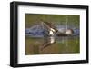 Osprey (Pandion Haliaetus) after Diving for a Fish, Cairngorms Np, Scotland, UK, July-Peter Cairns-Framed Premium Photographic Print