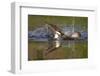 Osprey (Pandion Haliaetus) after Diving for a Fish, Cairngorms Np, Scotland, UK, July-Peter Cairns-Framed Premium Photographic Print