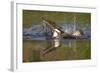 Osprey (Pandion Haliaetus) after Diving for a Fish, Cairngorms Np, Scotland, UK, July-Peter Cairns-Framed Photographic Print