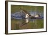 Osprey (Pandion Haliaetus) after Diving for a Fish, Cairngorms Np, Scotland, UK, July-Peter Cairns-Framed Photographic Print