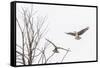 Osprey (Pandion Haliaetus) Along the Madison River-Michael Nolan-Framed Stretched Canvas