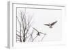 Osprey (Pandion Haliaetus) Along the Madison River-Michael Nolan-Framed Photographic Print