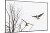 Osprey (Pandion Haliaetus) Along the Madison River-Michael Nolan-Mounted Photographic Print