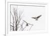 Osprey (Pandion Haliaetus) Along the Madison River-Michael Nolan-Framed Photographic Print