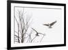 Osprey (Pandion Haliaetus) Along the Madison River-Michael Nolan-Framed Photographic Print