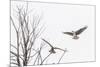 Osprey (Pandion Haliaetus) Along the Madison River-Michael Nolan-Mounted Photographic Print