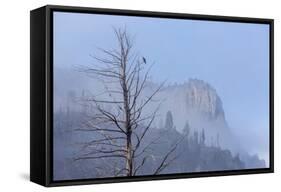 Osprey (Pandion Haliaetus) Along the Madison River-Michael Nolan-Framed Stretched Canvas