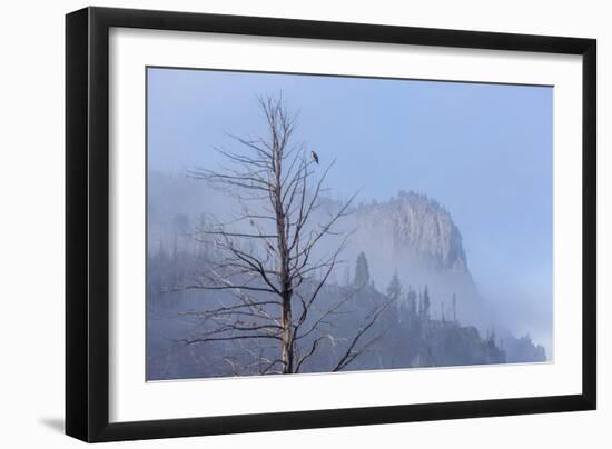 Osprey (Pandion Haliaetus) Along the Madison River-Michael Nolan-Framed Photographic Print