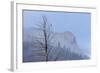 Osprey (Pandion Haliaetus) Along the Madison River-Michael Nolan-Framed Photographic Print