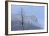 Osprey (Pandion Haliaetus) Along the Madison River-Michael Nolan-Framed Photographic Print