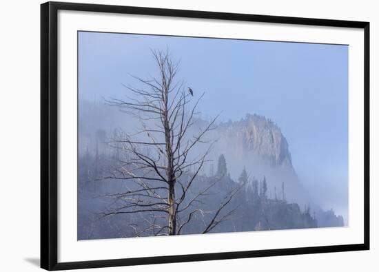 Osprey (Pandion Haliaetus) Along the Madison River-Michael Nolan-Framed Photographic Print