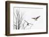 Osprey (Pandion Haliaetus) Along the Madison River-Michael Nolan-Framed Premium Photographic Print