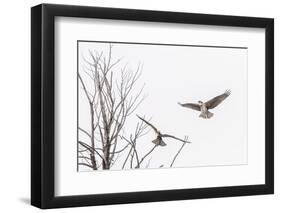 Osprey (Pandion Haliaetus) Along the Madison River-Michael Nolan-Framed Premium Photographic Print