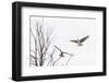 Osprey (Pandion Haliaetus) Along the Madison River-Michael Nolan-Framed Premium Photographic Print