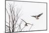 Osprey (Pandion Haliaetus) Along the Madison River-Michael Nolan-Mounted Photographic Print