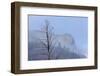 Osprey (Pandion Haliaetus) Along the Madison River-Michael Nolan-Framed Premium Photographic Print