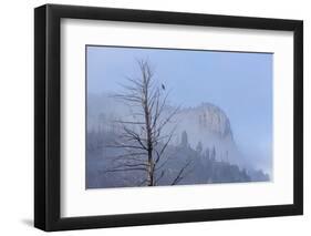 Osprey (Pandion Haliaetus) Along the Madison River-Michael Nolan-Framed Premium Photographic Print