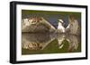 Osprey (Pandion Haliaetus) At Surface Of A Loch After Diving For A Fish-Peter Cairns-Framed Photographic Print