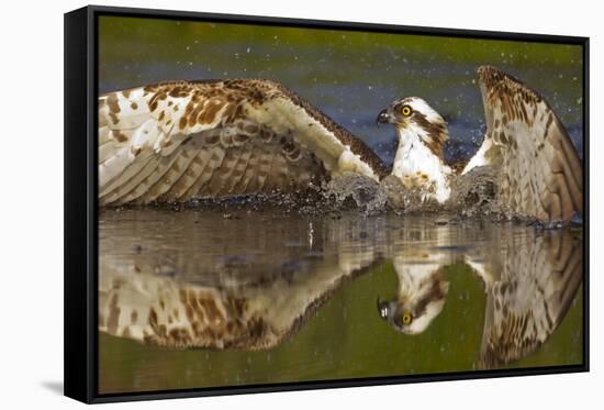 Osprey (Pandion Haliaetus) At Surface Of A Loch After Diving For A Fish-Peter Cairns-Framed Stretched Canvas