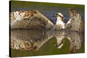 Osprey (Pandion Haliaetus) At Surface Of A Loch After Diving For A Fish-Peter Cairns-Stretched Canvas