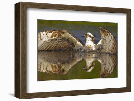 Osprey (Pandion Haliaetus) At Surface Of A Loch After Diving For A Fish-Peter Cairns-Framed Photographic Print