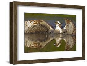 Osprey (Pandion Haliaetus) At Surface Of A Loch After Diving For A Fish-Peter Cairns-Framed Photographic Print