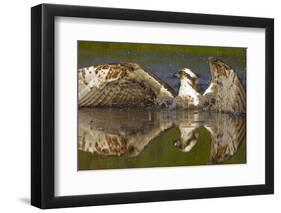 Osprey (Pandion Haliaetus) At Surface Of A Loch After Diving For A Fish-Peter Cairns-Framed Photographic Print