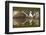 Osprey (Pandion Haliaetus) At Surface Of A Loch After Diving For A Fish-Peter Cairns-Framed Photographic Print