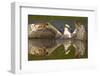 Osprey (Pandion Haliaetus) At Surface Of A Loch After Diving For A Fish-Peter Cairns-Framed Photographic Print