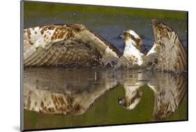 Osprey (Pandion Haliaetus) At Surface Of A Loch After Diving For A Fish-Peter Cairns-Mounted Photographic Print