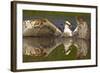 Osprey (Pandion Haliaetus) At Surface Of A Loch After Diving For A Fish-Peter Cairns-Framed Photographic Print