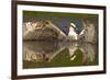 Osprey (Pandion Haliaetus) At Surface Of A Loch After Diving For A Fish-Peter Cairns-Framed Photographic Print