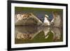 Osprey (Pandion Haliaetus) At Surface Of A Loch After Diving For A Fish-Peter Cairns-Framed Photographic Print