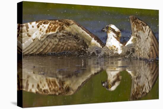 Osprey (Pandion Haliaetus) At Surface Of A Loch After Diving For A Fish-Peter Cairns-Stretched Canvas