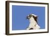 Osprey (Pandion haliaetus carolinensis) adult, close-up of head, Florida, USA-Kevin Elsby-Framed Photographic Print