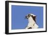 Osprey (Pandion haliaetus carolinensis) adult, close-up of head, Florida, USA-Kevin Elsby-Framed Photographic Print