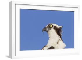 Osprey (Pandion haliaetus carolinensis) adult, close-up of head, Florida, USA-Kevin Elsby-Framed Photographic Print