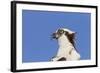 Osprey (Pandion haliaetus carolinensis) adult, close-up of head, Florida, USA-Kevin Elsby-Framed Photographic Print