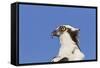 Osprey (Pandion haliaetus carolinensis) adult, close-up of head, Florida, USA-Kevin Elsby-Framed Stretched Canvas