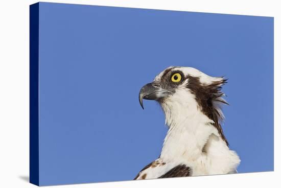 Osprey (Pandion haliaetus carolinensis) adult, close-up of head, Florida, USA-Kevin Elsby-Stretched Canvas