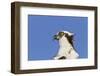 Osprey (Pandion haliaetus carolinensis) adult, close-up of head, Florida, USA-Kevin Elsby-Framed Photographic Print