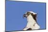 Osprey (Pandion haliaetus carolinensis) adult, close-up of head, Florida, USA-Kevin Elsby-Mounted Photographic Print