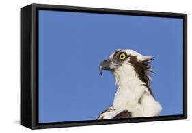 Osprey (Pandion haliaetus carolinensis) adult, close-up of head, Florida, USA-Kevin Elsby-Framed Stretched Canvas