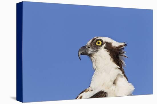 Osprey (Pandion haliaetus carolinensis) adult, close-up of head, Florida, USA-Kevin Elsby-Stretched Canvas