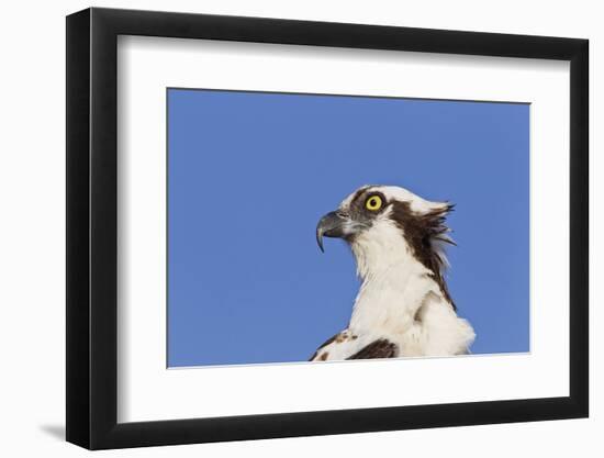 Osprey (Pandion haliaetus carolinensis) adult, close-up of head, Florida, USA-Kevin Elsby-Framed Premium Photographic Print