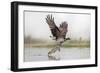Osprey (Pandion Haliaetus) Catching Trout, Rothiemurchus Estate, Cairngorms, Scotland, UK, July-Ann & Steve Toon-Framed Photographic Print