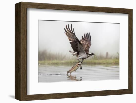 Osprey (Pandion Haliaetus) Catching Trout, Rothiemurchus Estate, Cairngorms, Scotland, UK, July-Ann & Steve Toon-Framed Photographic Print