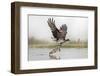 Osprey (Pandion Haliaetus) Catching Trout, Rothiemurchus Estate, Cairngorms, Scotland, UK, July-Ann & Steve Toon-Framed Photographic Print